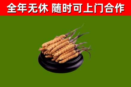 新城区烟酒回收冬虫夏草.jpg